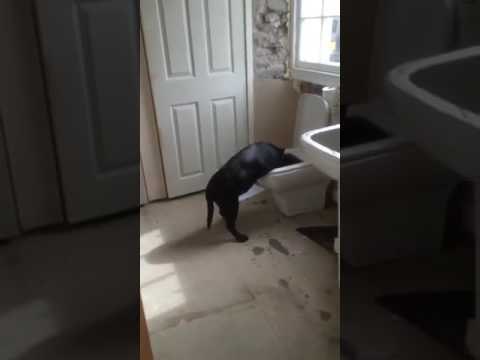 Silly Pup Tries Digging in the Toilet