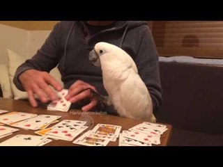 下载视频: Harley the Cockatoo Loves Playing Card Games