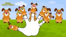 The Finger Family Rabbit Family Nursery Rhyme | Rabbit Finger Family Songs