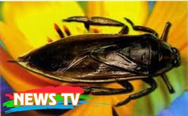 Mấy ai biết nguồn gốc câu nói: Cà cuống chết đến đít còn cay!