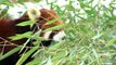 Red Pandas Like the Cold - Cincinnati Zoo