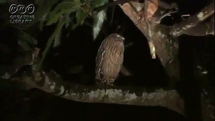 飯田祐巳が愛でたい♫フクロウ　森の番人