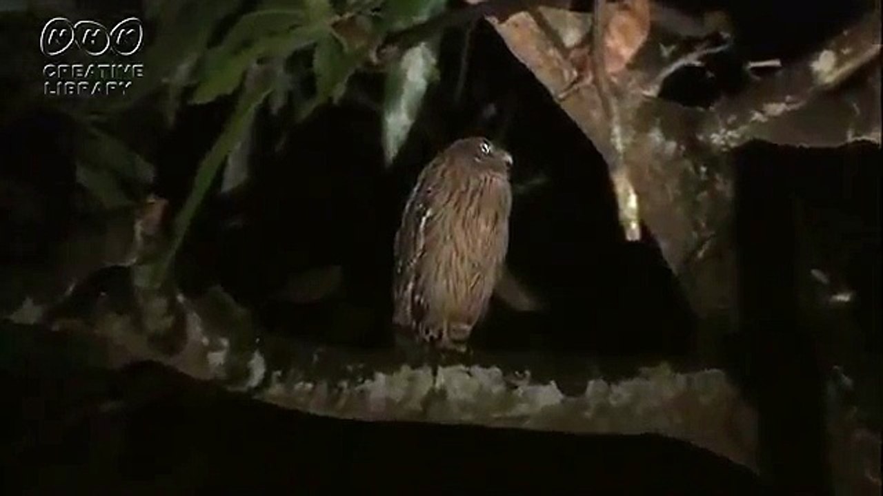 飯田祐巳が愛でたい♫フクロウ　森の番人