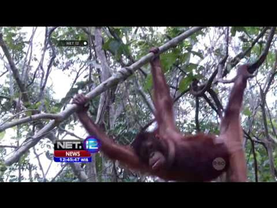 Modul Sekolah Bagi Anak Anak Orang Utan - NET12