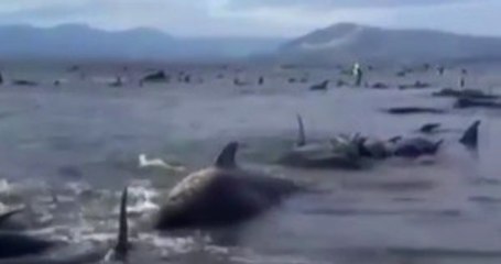 Yeni Zelanda'da Yüzlerce Balina Telef Oldu