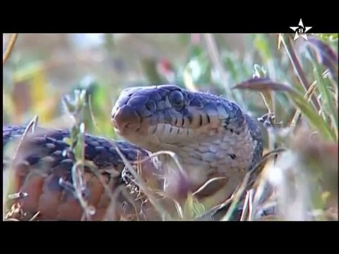 Tamazight (SNRT 8) - Morocco