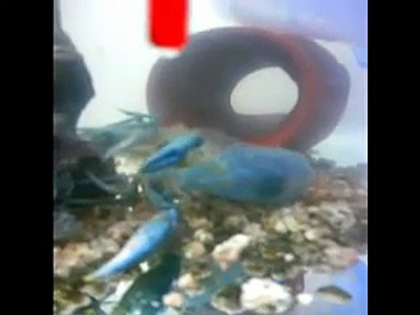 ホストのペット フロリダブルーザリガニ 脱皮 Crayfish Molting 動画 Dailymotion ホストのペット フロリダブルーザリガニ 脱皮 Crayfish Molting 動画 Dailymotion