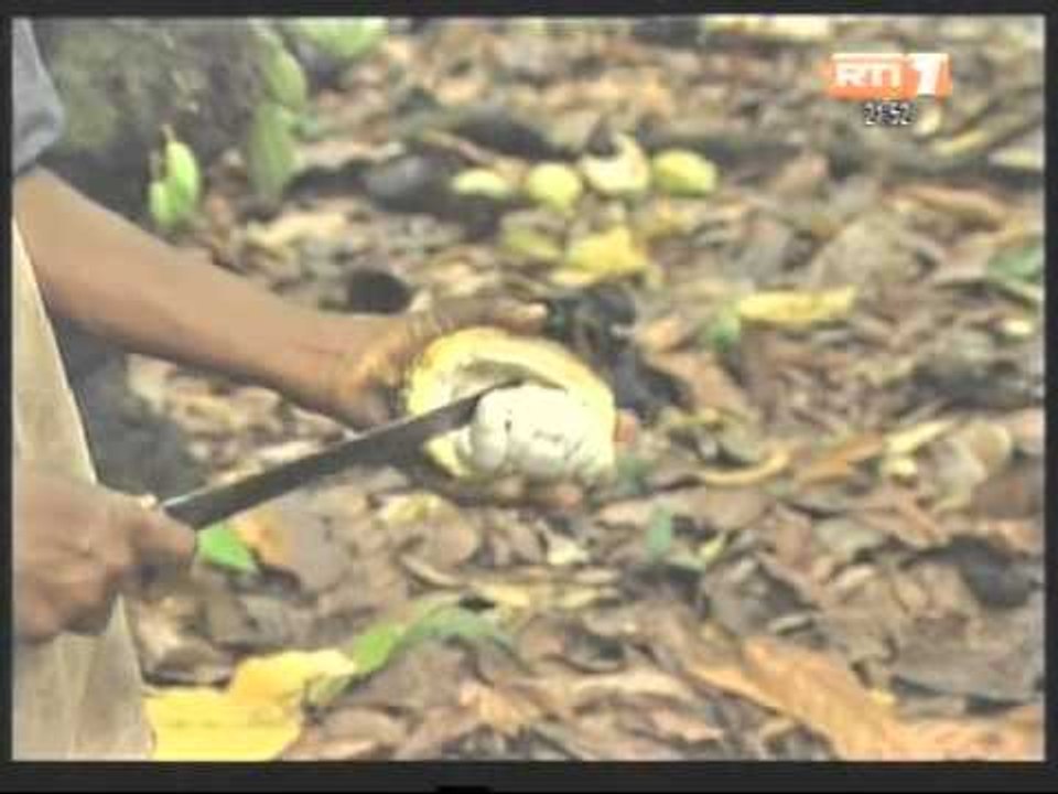 Les problèmes de certifications rencontrés par les coopératives agricoles