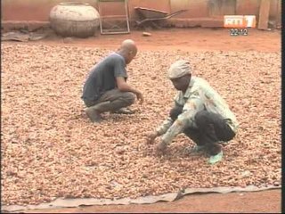 Agriculture: Des jeunes ivoiriens de Oumé s'investissent dans la cacao culture