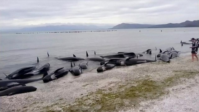 New Zealand: Race to save pilot whales in massive stranding