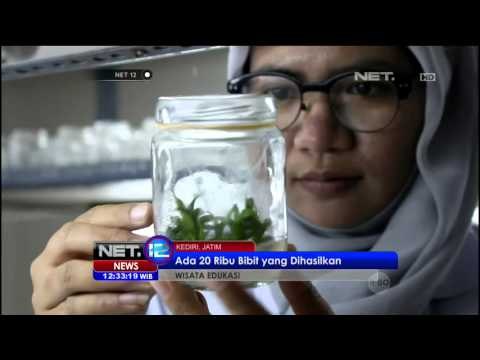 Kenali Aneka Jenis Anggrek dan Budidayanya - NET12