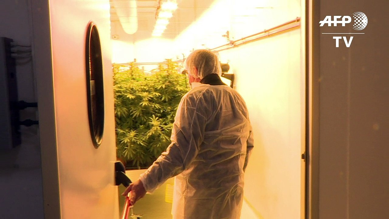 Cannabis von Italiens Armee