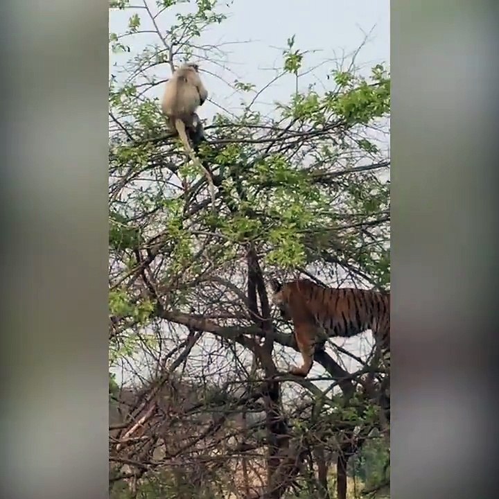 tiger attack on monkey