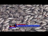 Kematian Massal Ikan di Danau Toba - NET16
