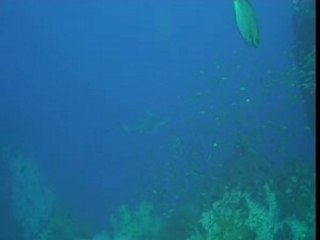 Shark at Chumpon, Koh Tao