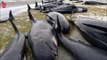Plus de 400 baleines s’échouent en Nouvelle-Zélande