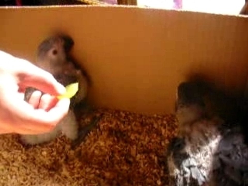 jeunes gris du gabon Eam