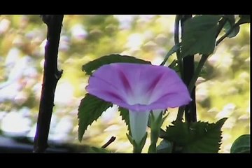 ~Abraham-Hicks~ ☆Allowing☆ Your Escrow_ - YouTube