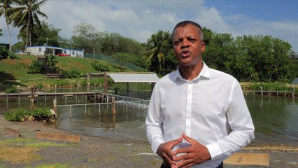 La réintroduction du Lamentin dans les eaux des Antilles est un programme unique au monde