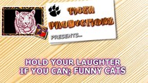 Funny CATS - HOLD YOUR LAUGH IF YOU CAN