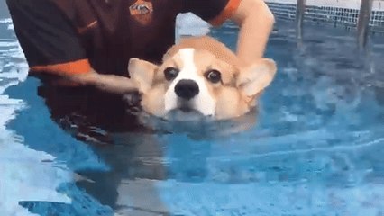 Cobee the Corgi Puppy Learns How to Swim