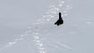 Une loutre glisse sur la neige
