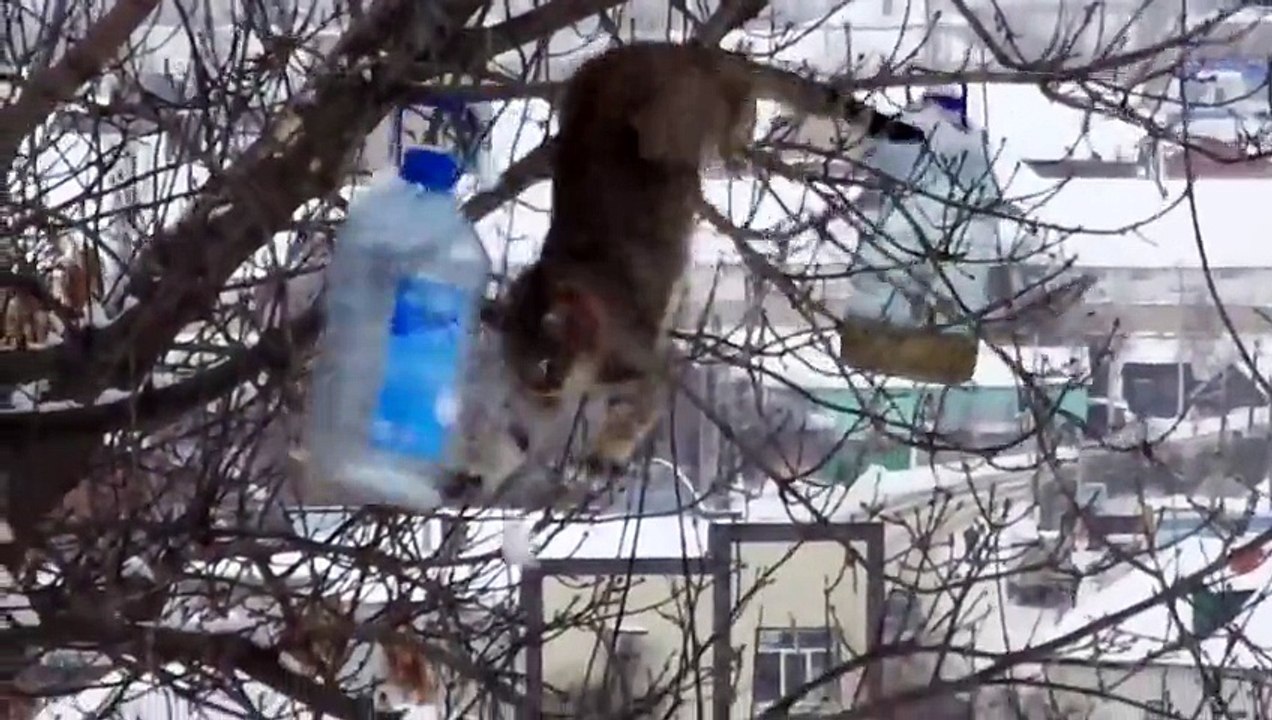 Un chat téméraire va voler du bacon dans la cachette d’un oiseau sur un arbre