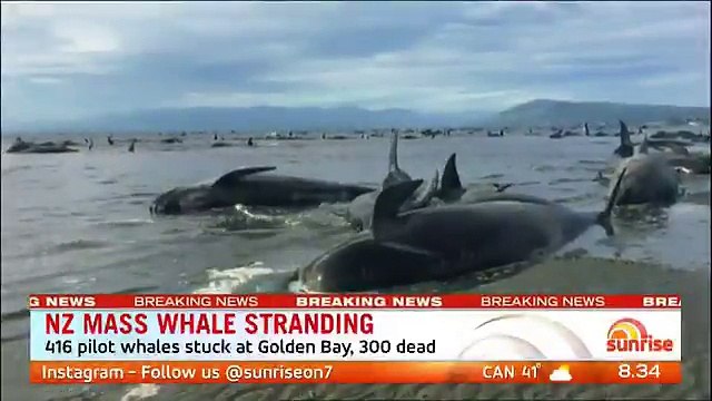 Sunrise Theres been a mass whale stranding off New Zealands south island Authorities say 417 pilot whales have been beached and 300 have died