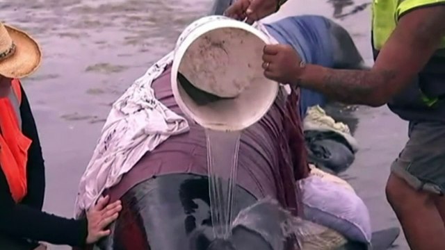 Volunteers race to save stranded whales on New Zealand beach