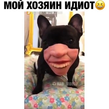 Мой хозяин идиот - Собака с человеческим лицом