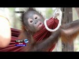 Orangutan Luka luka, diduga Alami Penyiksaan - NET12