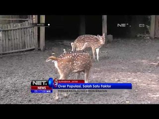 Untuk Kebun Binatang Indonesia Menjadi Lebih Baik - NET5