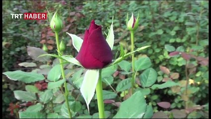 Güller 'Sevgililer Günü'ne hazır