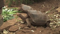 Super Diego the Galapagos Tortoise