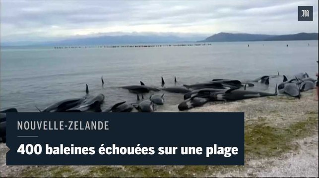 400 baleines s'échouent sur une plage en Nouvelle-Zélande