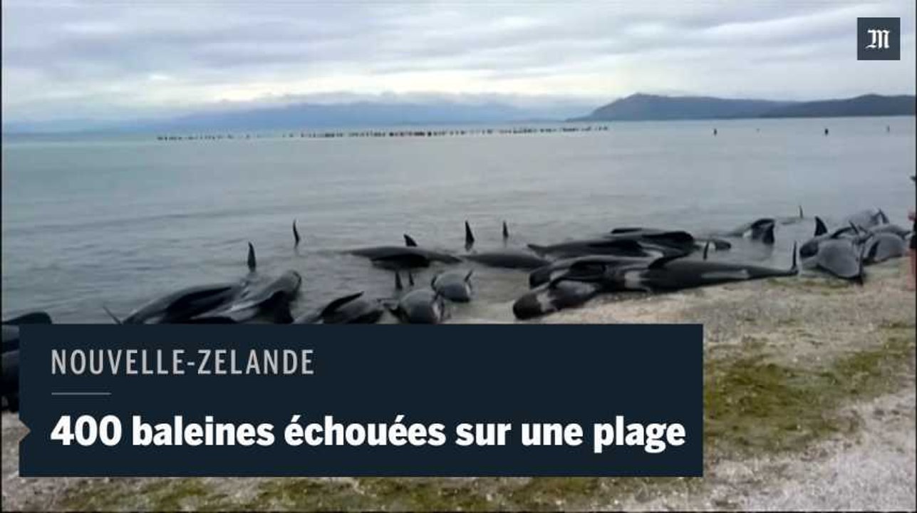 400 baleines s'échouent sur une plage en Nouvelle-Zélande