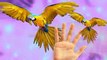 Birds Cartoons Finger Family Nursery Rhymes For Children | Birds Finger Family Rhymes
