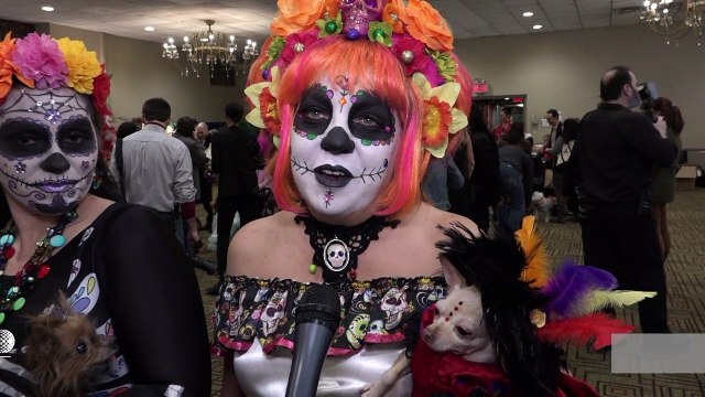 كلاب تشارك في عرض للأزياء في نيويورك