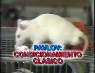 Experimento Pavlov Condicionamiento clasico