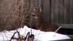 Frightened deer scales 6 foot fence to escape backyard