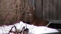 Frightened deer scales 6 foot fence to escape backyard