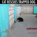 CAT RESCUES TRAPPED DOG