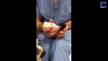 Phénomène rarissime d'un Pit-Bull prenant soin d'un chaton