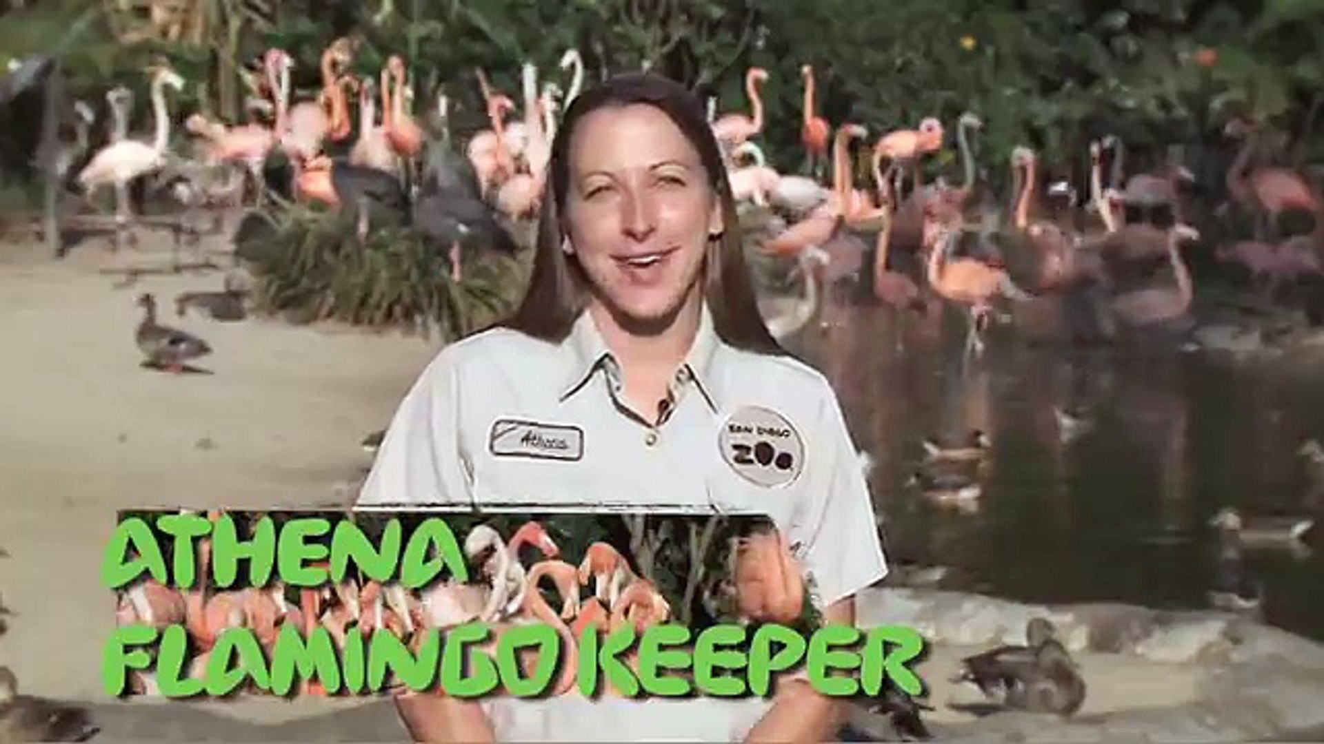 San Diego Zoo Kids - Flamingos