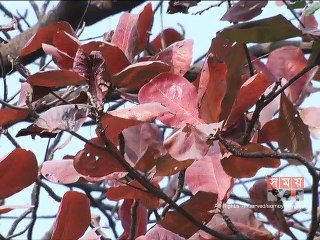 রাজধানীতে 'তরু পল্লবের' আয়োজনে গাছ চেনা অনুষ্ঠান