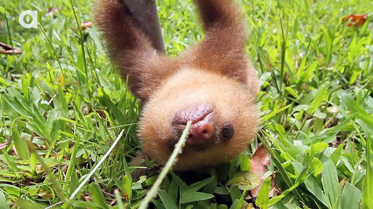 Deux bébés paresseux en pleine discussion, à tomber de rire !