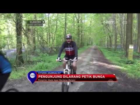 Tengok Keelokan Permadani Hamparan Bunga di Belgia - NET12