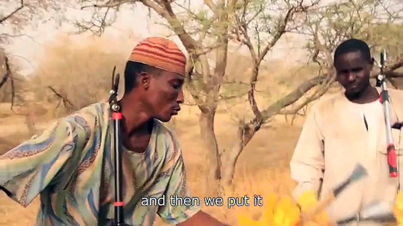 Acacia Gum from Chad