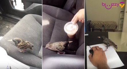 Une belle amitié entre un homme et un oiseau
