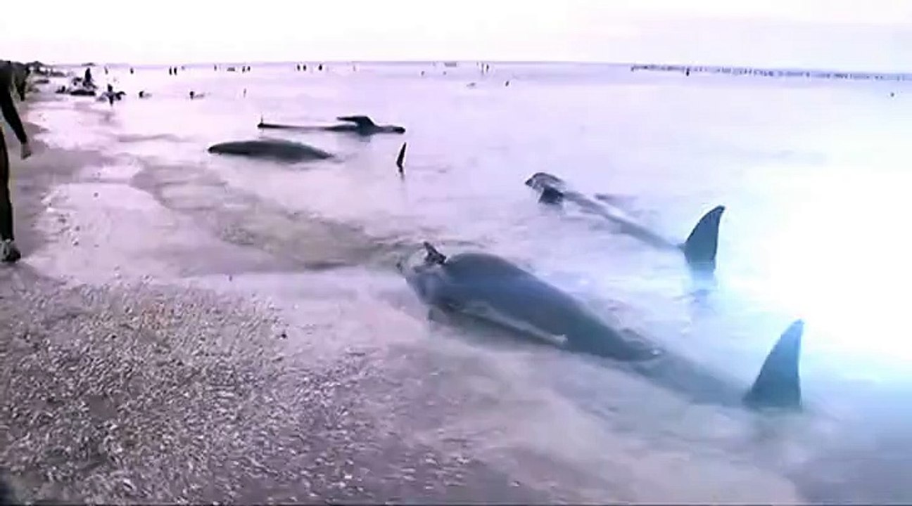 400 baleines échouées sur une plage néo-zélandaise